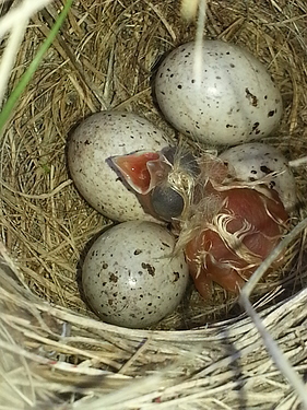 Chestnut_collared_Longspur,_Calcarius_ornatus,_nestling,hatchling,_hatching_eggs,_baby_birds,_Canada