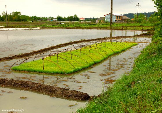 بازیافت آب در کاشت برنج
