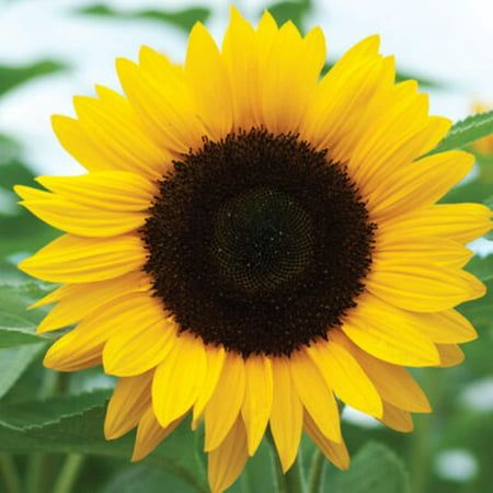 Tomorrowseeds - Sunflower Seeds - 50+ Count Packet - For Planting Huge Tall Peredovik Black Oil Common Sun Flower USA Garden Vegetable Plant 2023 Season, Size_50+ Count Packet