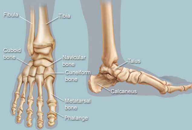 foot-bone-anatomy-2
